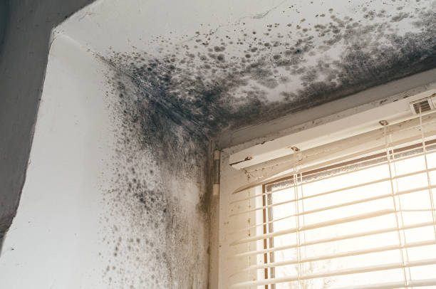 Affordable Attic Mold Remediation solutions in Loysburg, PA